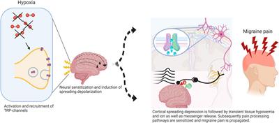 Hypoxia-related mechanisms inducing acute mountain sickness and migraine